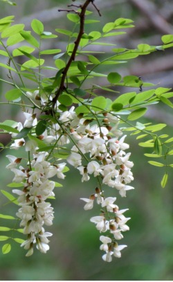 Black locust (Robinia pseudoacacia)